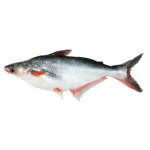 pangas