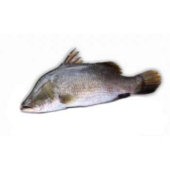 Koral Fish