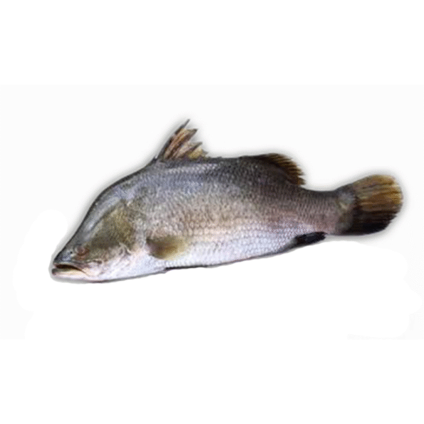 Koral Fish