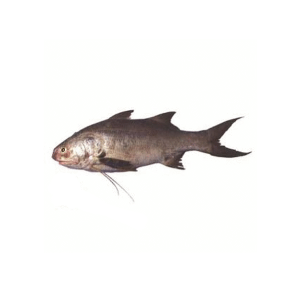 Lakkha