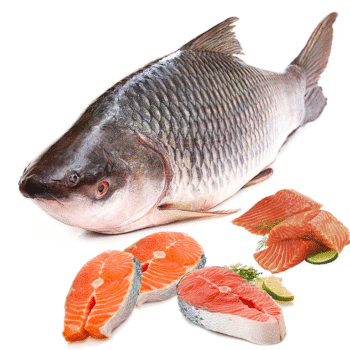 Katla fish